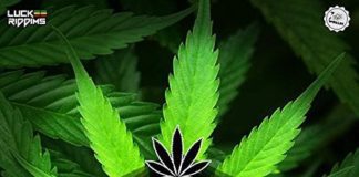 “WHY”, NUOVA PRODUZIONE PER I VICEROYS